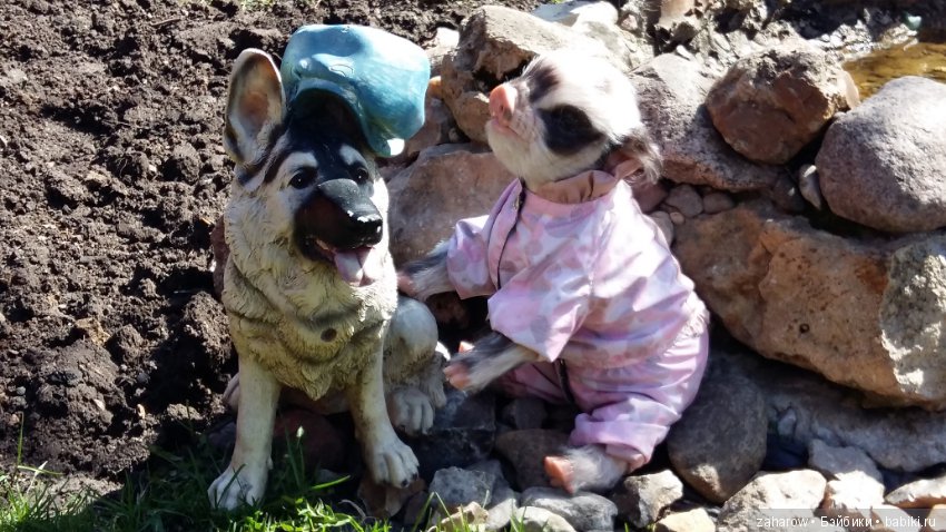 Малыш реборн свинка — Куклы Реборн (Reborn): работы мастеров