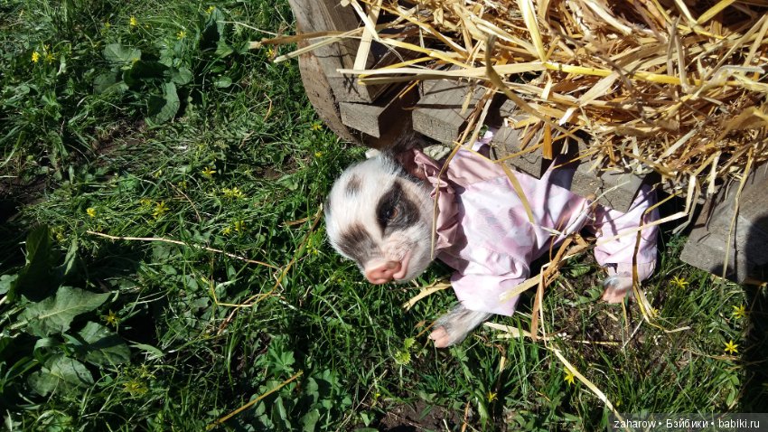 Малыш реборн свинка — Куклы Реборн (Reborn): работы мастеров