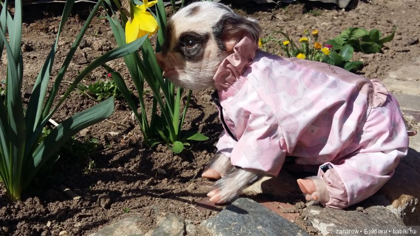 Малыш реборн свинка — Куклы Реборн (Reborn): работы мастеров (фото 10)