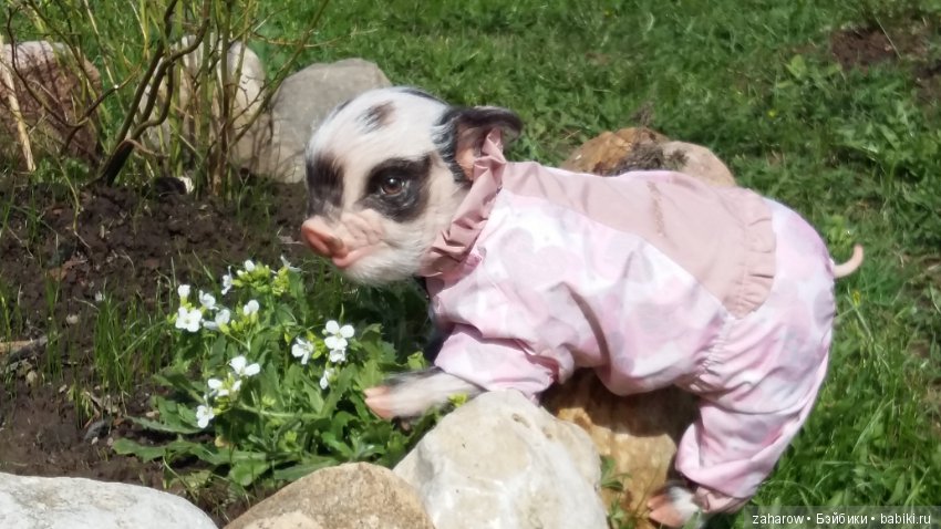 Малыш реборн свинка — Куклы Реборн (Reborn): работы мастеров