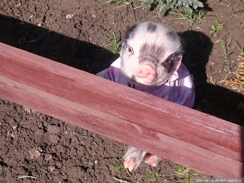 Малыш реборн свинка — Куклы Реборн (Reborn): работы мастеров