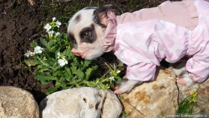 Малыш реборн свинка — Куклы Реборн (Reborn): работы мастеров