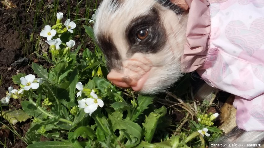 Малыш реборн свинка — Куклы Реборн (Reborn): работы мастеров