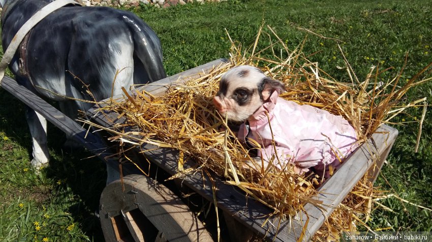 Малыш реборн свинка — Куклы Реборн (Reborn): работы мастеров