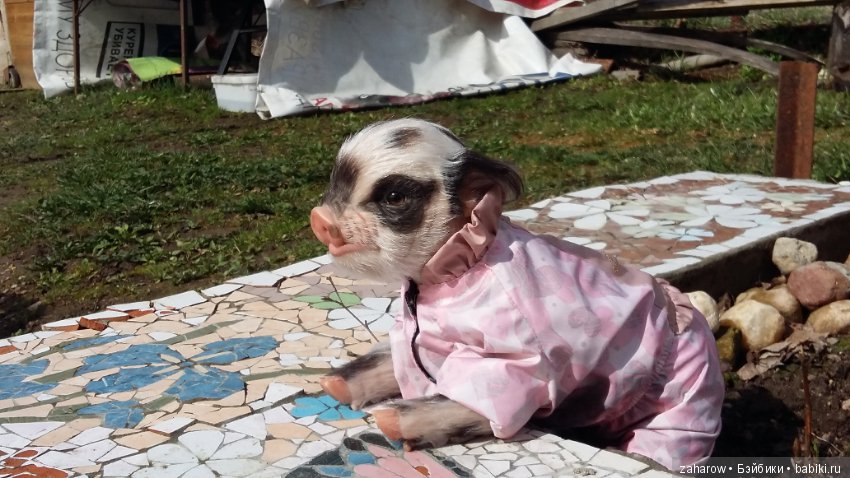 Малыш реборн свинка — Куклы Реборн (Reborn): работы мастеров