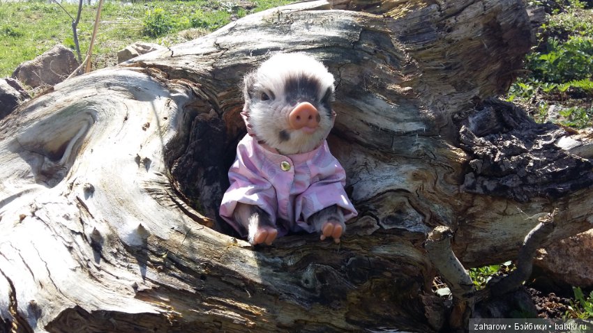 Малыш реборн свинка — Куклы Реборн (Reborn): работы мастеров (фото 3)