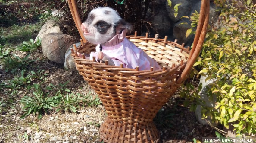 Малыш реборн свинка — Куклы Реборн (Reborn): работы мастеров