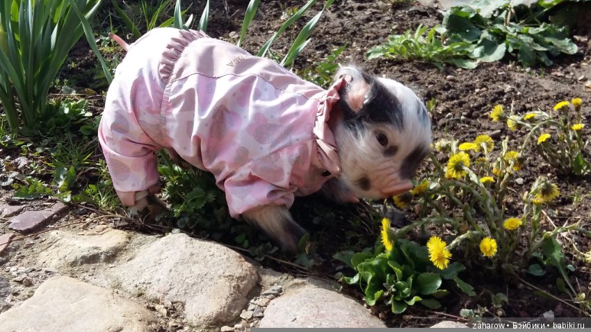 Малыш реборн свинка — Куклы Реборн (Reborn): работы мастеров