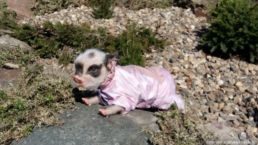 Малыш реборн свинка — Куклы Реборн (Reborn): работы мастеров