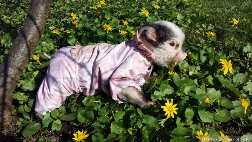 Малыш реборн свинка — Куклы Реборн (Reborn): работы мастеров