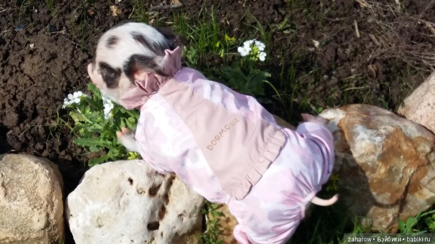 Малыш реборн свинка — Куклы Реборн (Reborn): работы мастеров