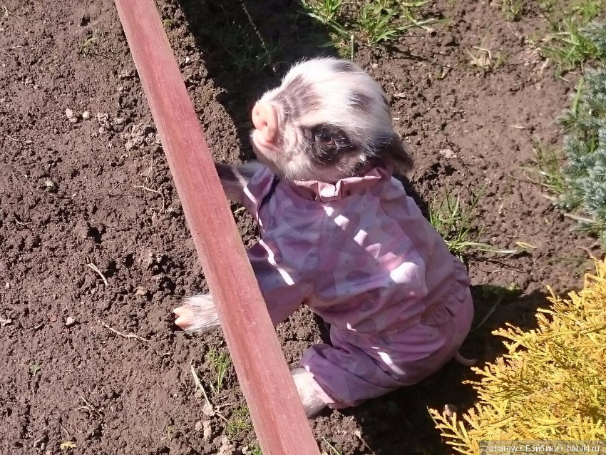 Малыш реборн свинка — Куклы Реборн (Reborn): работы мастеров