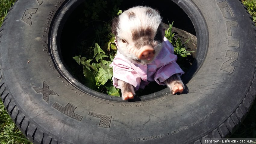 Малыш реборн свинка — Куклы Реборн (Reborn): работы мастеров (фото 7)