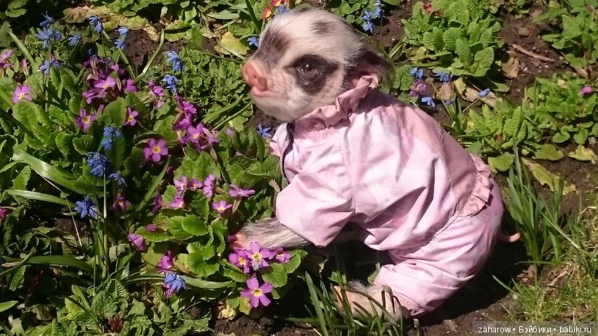 Малыш реборн свинка — Куклы Реборн (Reborn): работы мастеров