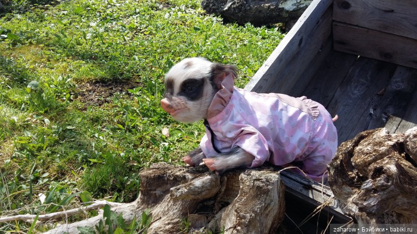 Малыш реборн свинка — Куклы Реборн (Reborn): работы мастеров (фото 6)