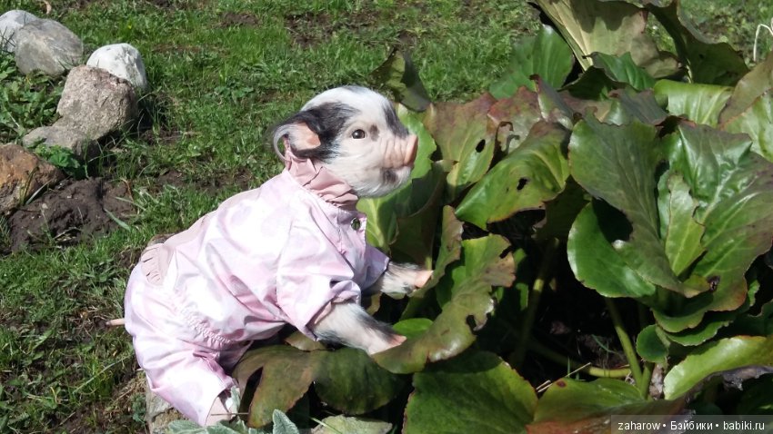 Малыш реборн свинка — Куклы Реборн (Reborn): работы мастеров