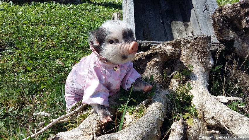 Малыш реборн свинка — Куклы Реборн (Reborn): работы мастеров (фото 4)