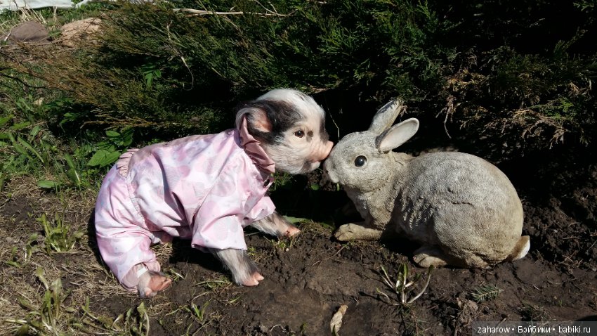 Малыш реборн свинка — Куклы Реборн (Reborn): работы мастеров