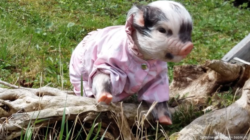 Малыш реборн свинка — Куклы Реборн (Reborn): работы мастеров