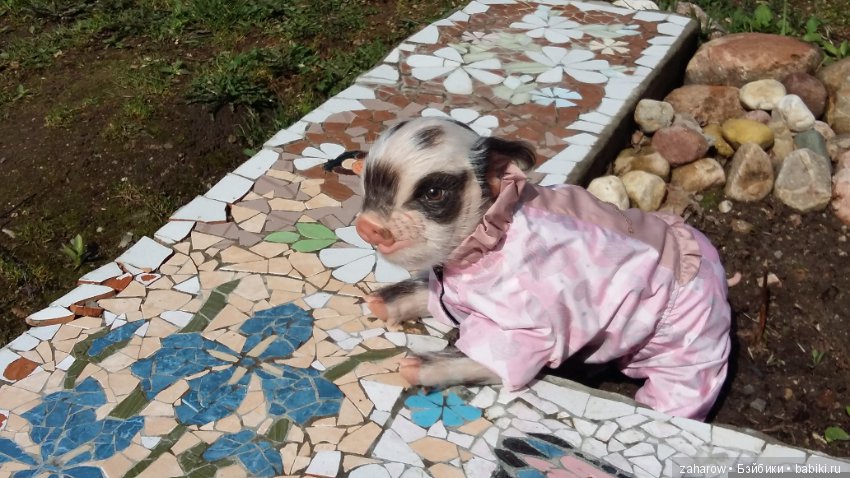 Малыш реборн свинка — Куклы Реборн (Reborn): работы мастеров