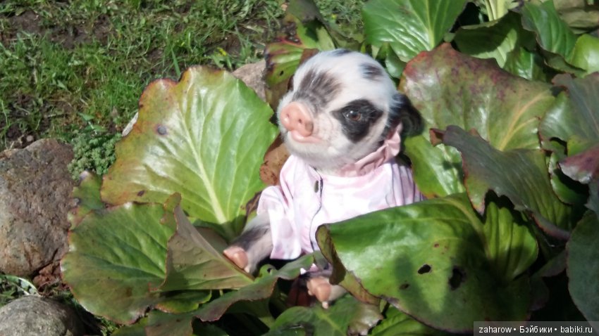 Малыш реборн свинка — Куклы Реборн (Reborn): работы мастеров