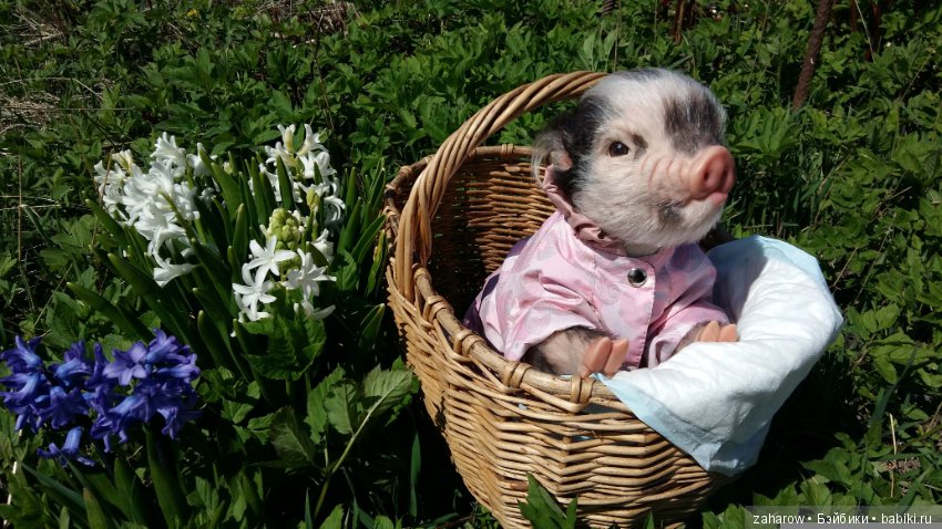 Малыш реборн свинка — Куклы Реборн (Reborn): работы мастеров (фото 8)