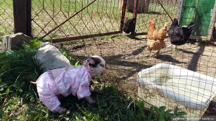 Малыш реборн свинка — Куклы Реборн (Reborn): работы мастеров