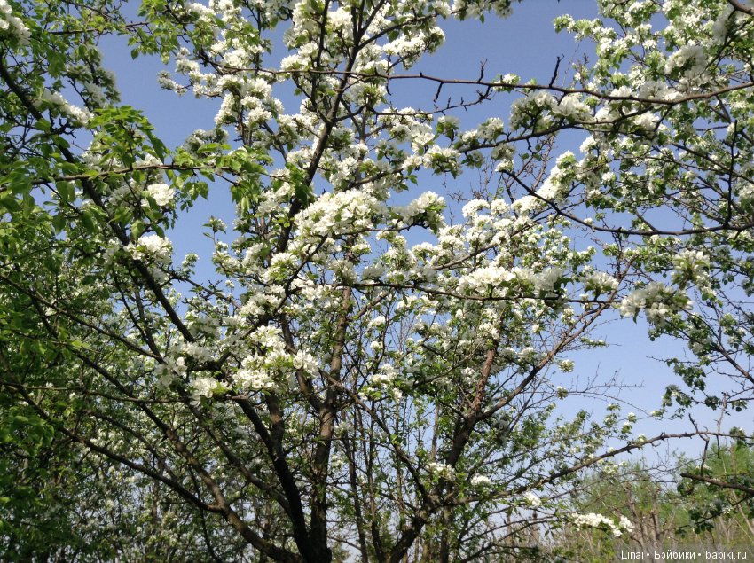 Почти лето или цветочное настроение паолочек