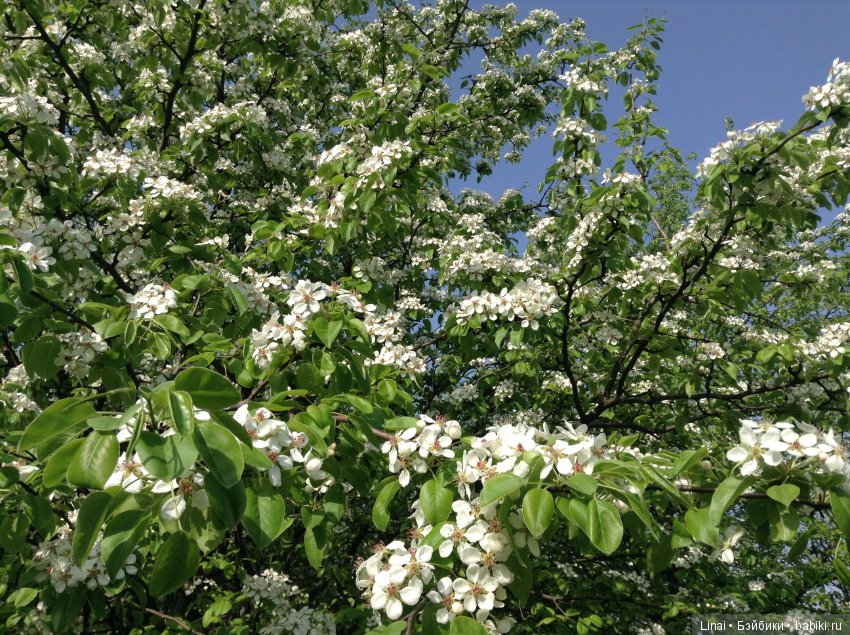 Почти лето или цветочное настроение паолочек