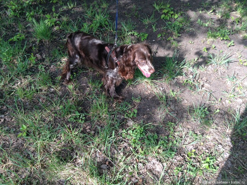 Почти лето или цветочное настроение паолочек