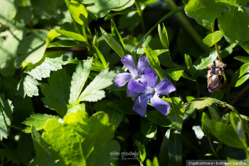 Гулия Monster High. поцелуй, ч1 (фото 5)