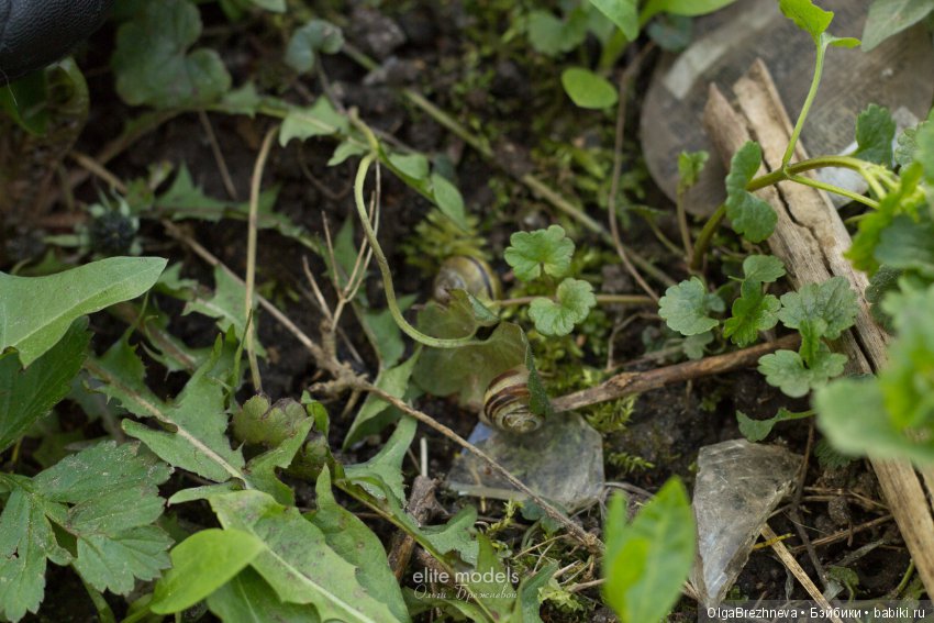 Гулия Monster High. поцелуй, ч1 (фото 2)