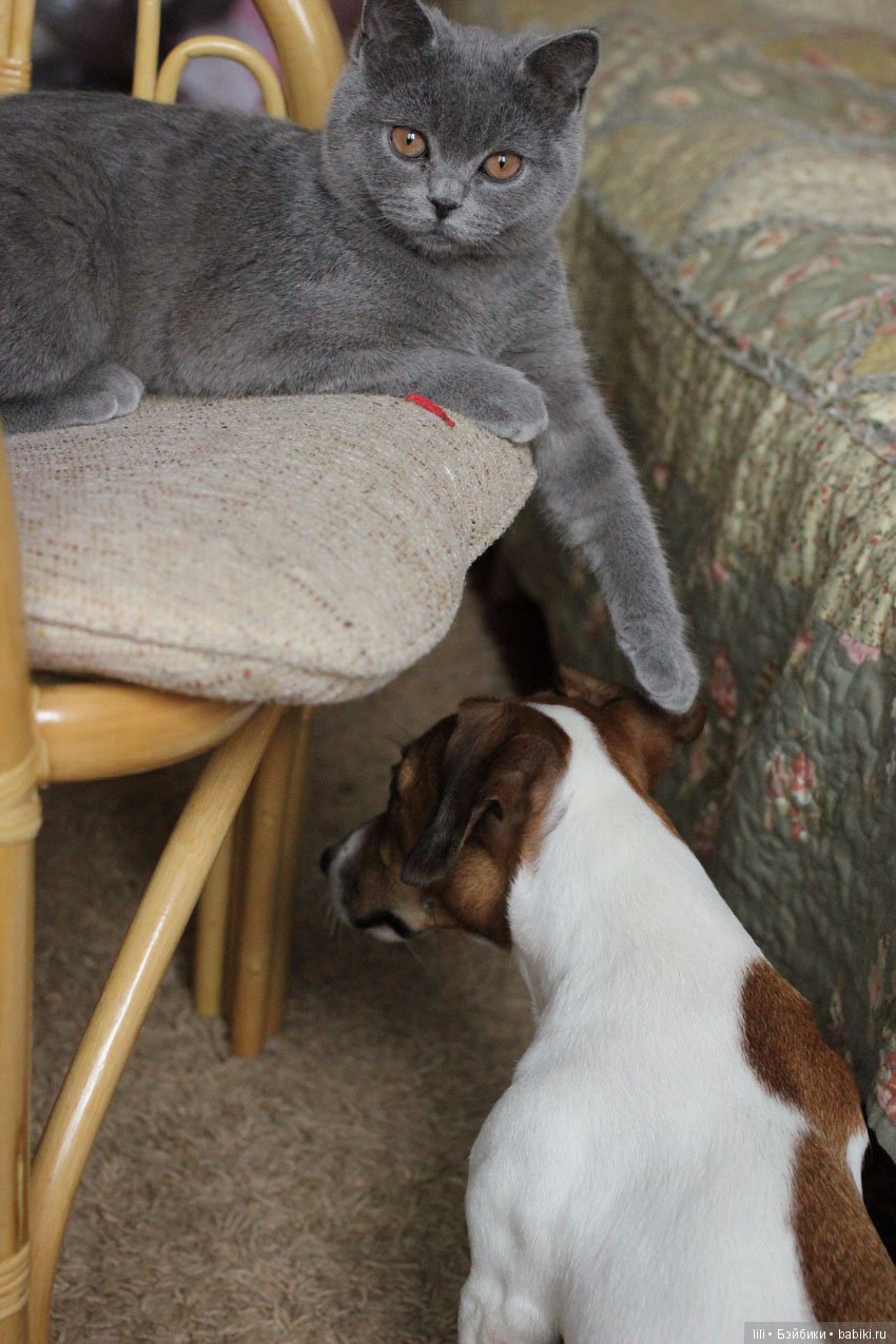 Моя малышка реборн Фрида — Куклы Реборн (Reborn): работы мастеров (фото 8)