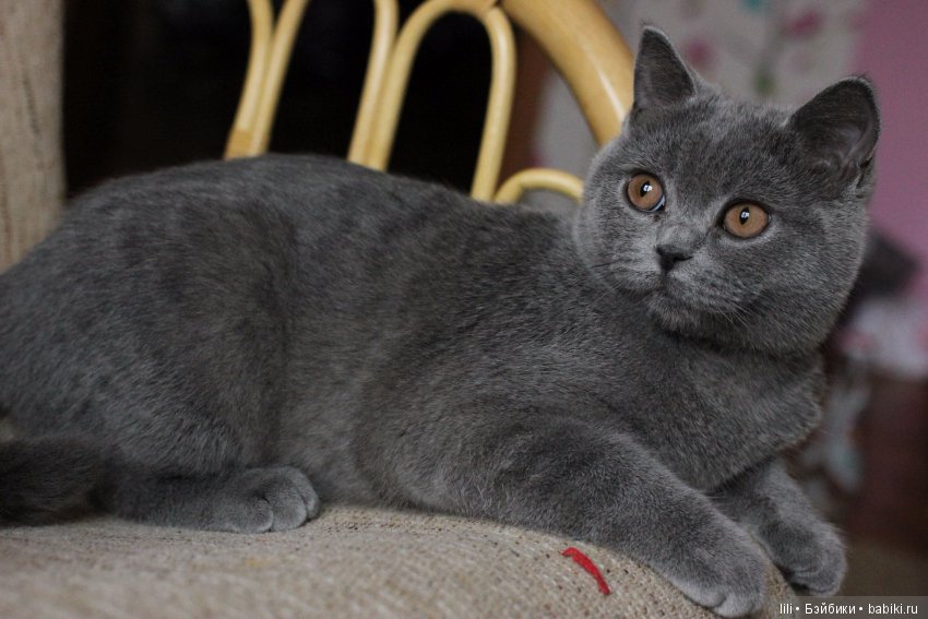 Моя малышка реборн Фрида — Куклы Реборн (Reborn): работы мастеров (фото 9)