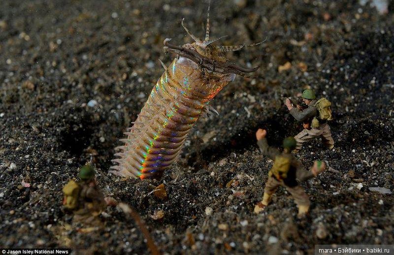 Подводный микромир, автор фото Джейсона Ислея