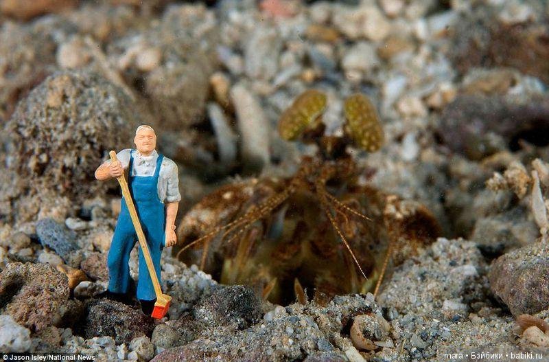 Подводный микромир, автор фото Джейсона Ислея (фото 9)