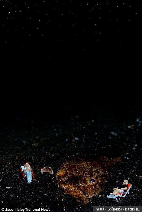 Подводный микромир, автор фото Джейсона Ислея