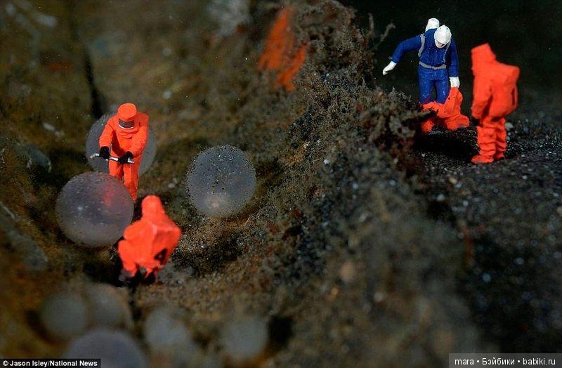 Подводный микромир, автор фото Джейсона Ислея (фото 8)