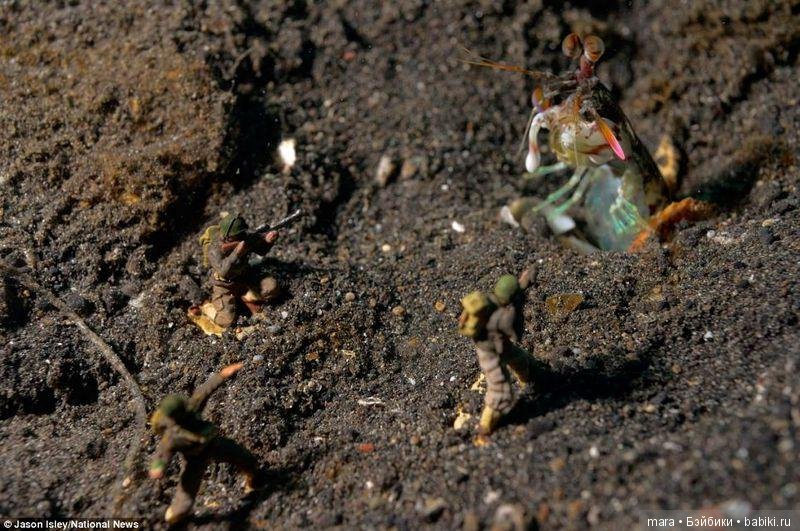 Подводный микромир, автор фото Джейсона Ислея (фото 6)