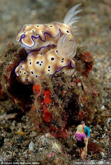 Подводный микромир, автор фото Джейсона Ислея