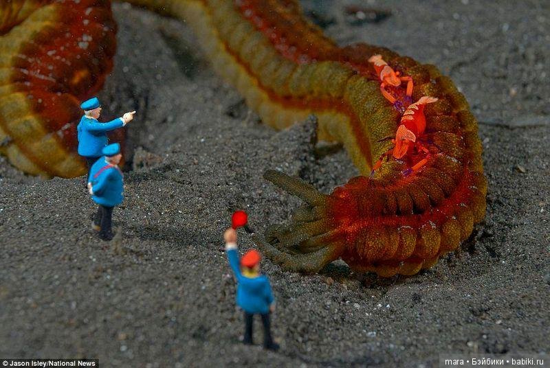 Подводный микромир, автор фото Джейсона Ислея