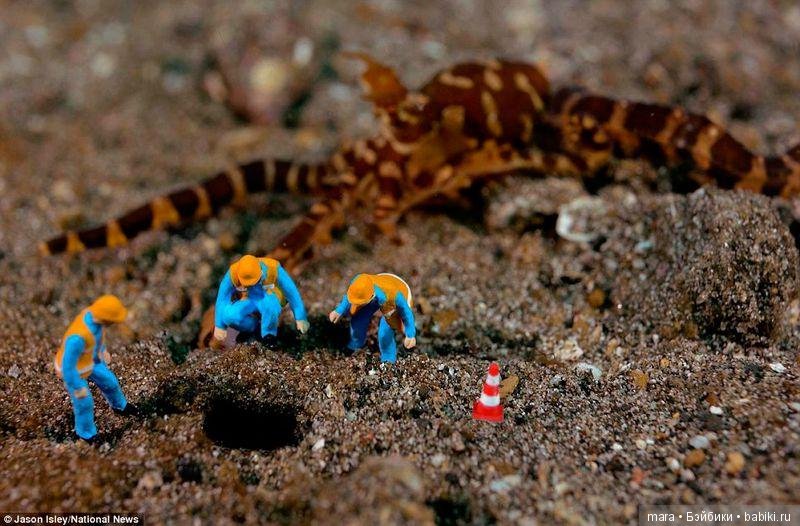 Подводный микромир, автор фото Джейсона Ислея (фото 5)