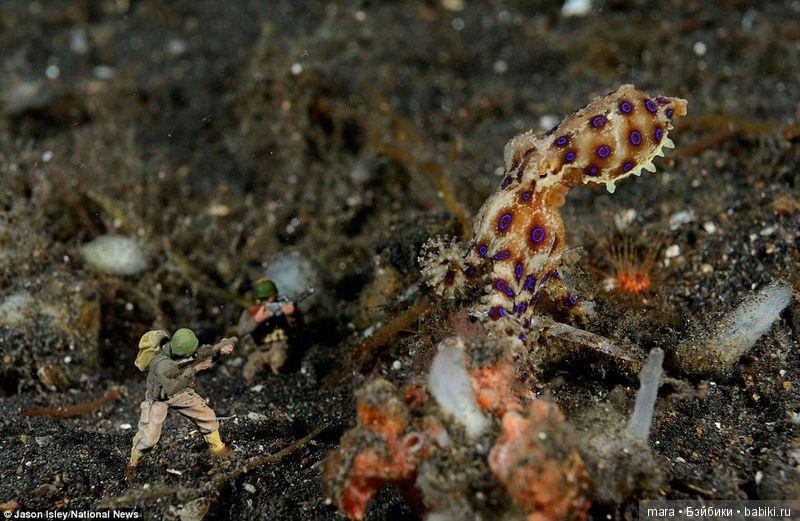 Подводный микромир, автор фото Джейсона Ислея