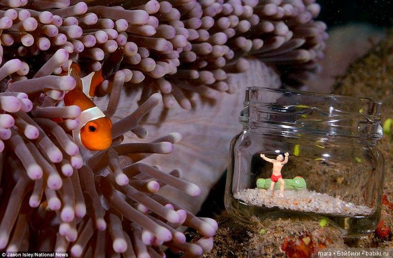 Подводный микромир, автор фото Джейсона Ислея