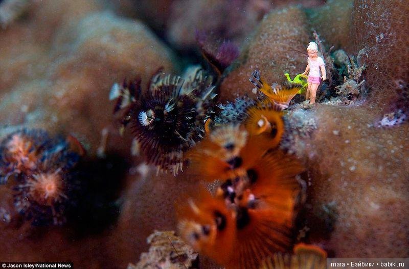 Подводный микромир, автор фото Джейсона Ислея (фото 7)