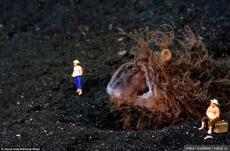 Подводный микромир, автор фото Джейсона Ислея