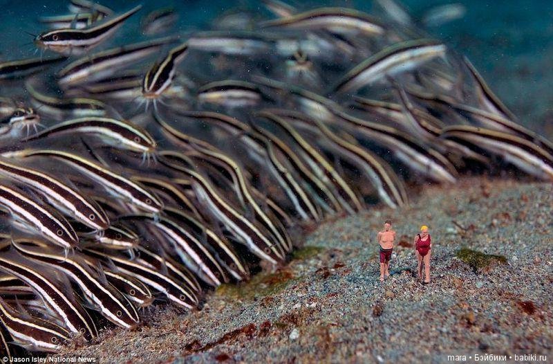 Подводный микромир, автор фото Джейсона Ислея