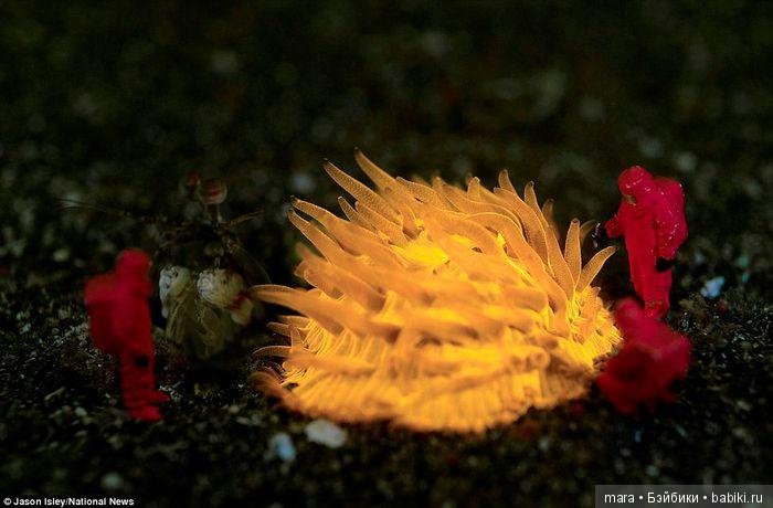 Подводный микромир, автор фото Джейсона Ислея