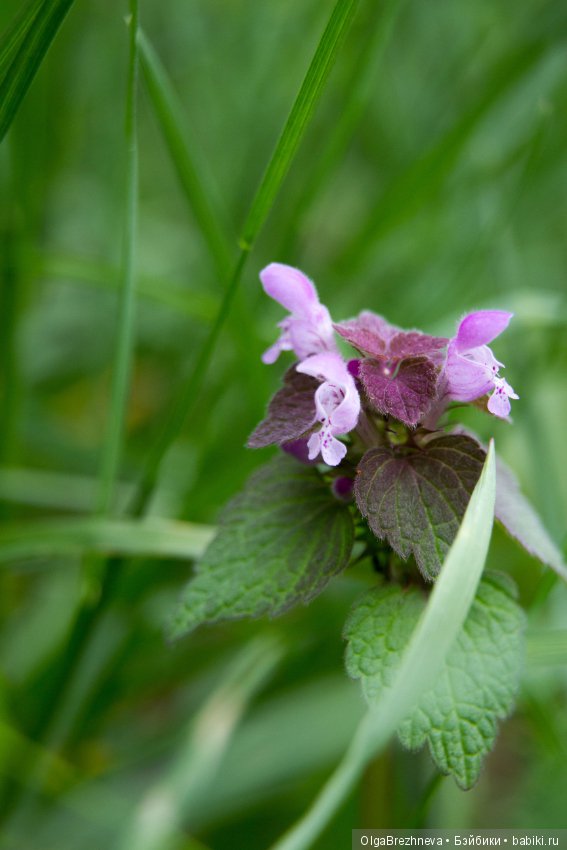 Авея, Monster high — Куклы Monster High и Ever After High: G1 (фото 10)