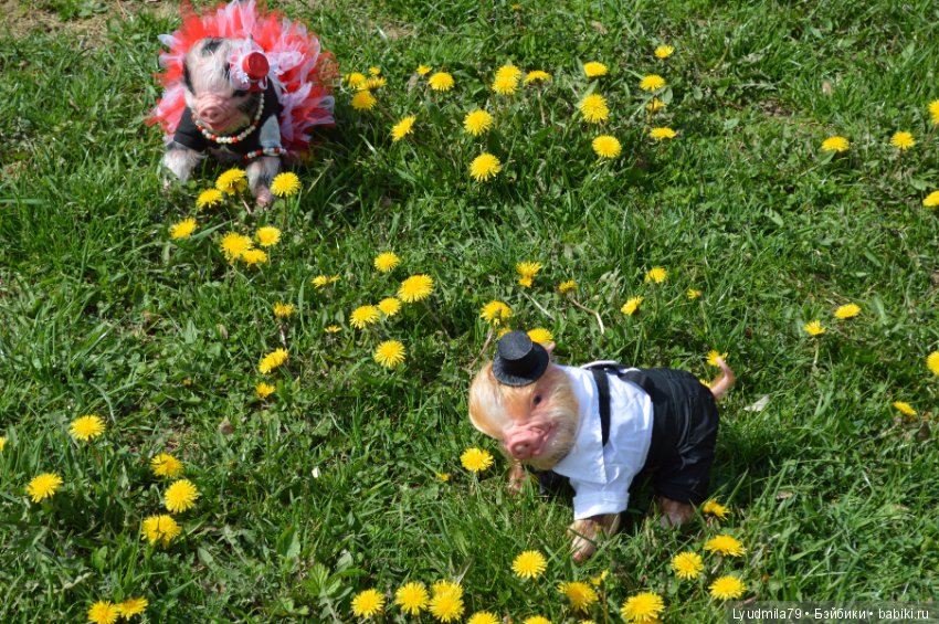 Мастерская Людмилы Скрылёвой. Малыш реборн пигги-свинка или мой настоящий джентельменчик (фото 3)